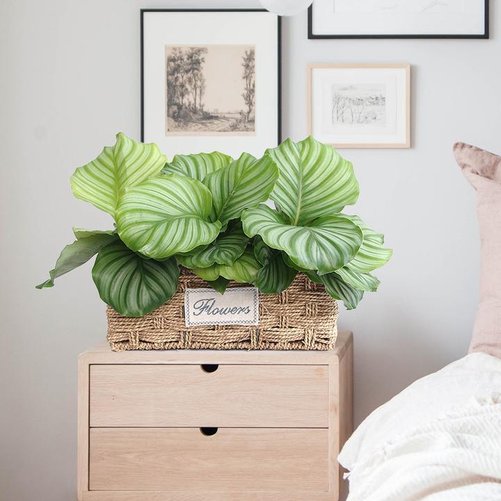 1608867295173533.jpg 青蘋果竹芋1.jpg