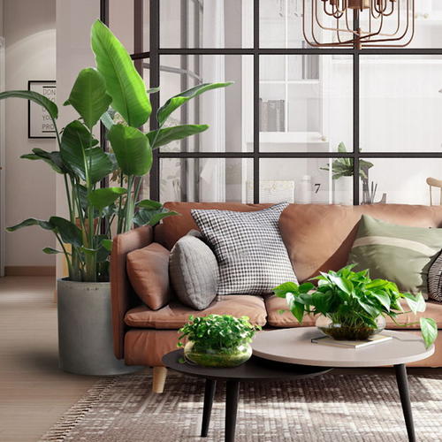 1608867333348087.jpg 天堂鳥.jpg