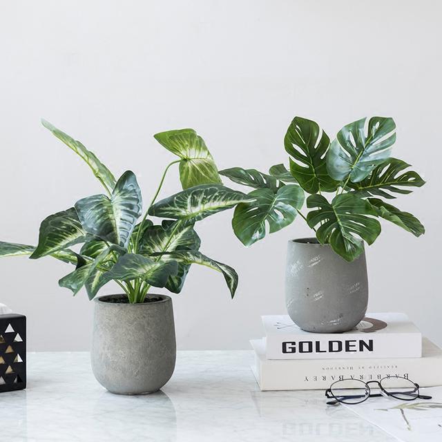 1608867386680268.jpg 龜背竹1.jpg