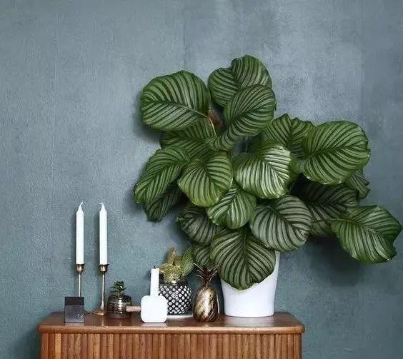 田園風裝修設計：五款網紅綠植任你挑！